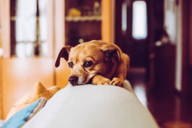 küçük melez köpek evde beslenen hayvan - hayvanlar konsepti ile duyusal bağlantı - trendy tarzı görüntü