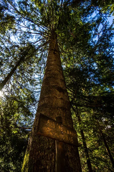 Große Weißtanne Wald — Stockfoto