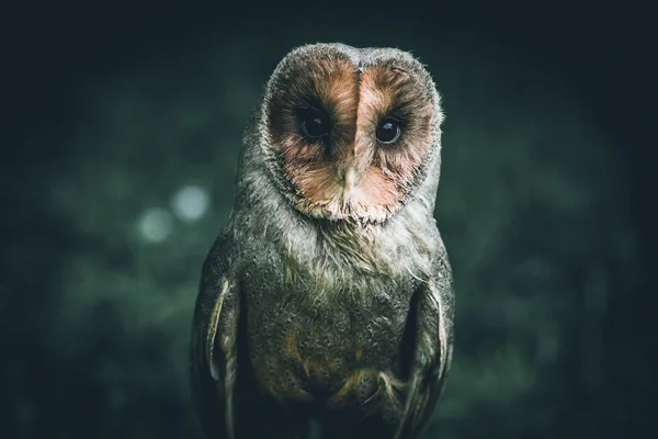 Little Cute Owl Intentional Filtered Image Cute Animals — стоковое фото