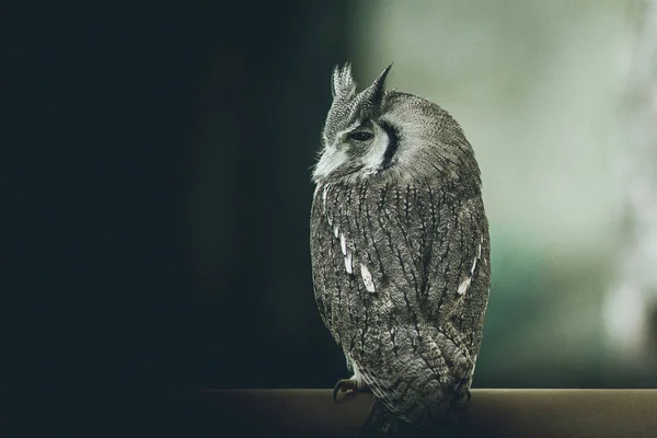 Pequena Coruja Bonito Imagem Filtrada Intencional Animais Bonitos — Fotografia de Stock