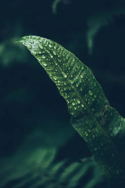 Капли Дождя Зеленые Пышные Листья Папоротника Модный Стиль Фильтр Изображения — стоковое фото