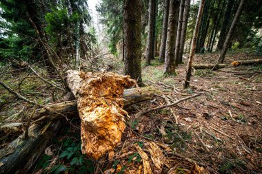  hastalık için düşmüş ağaç gövdesi - ekoloji ve çevre kavramı