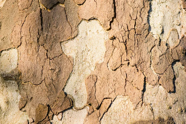 Кору Плоского Дерева Текстури Фони — стокове фото