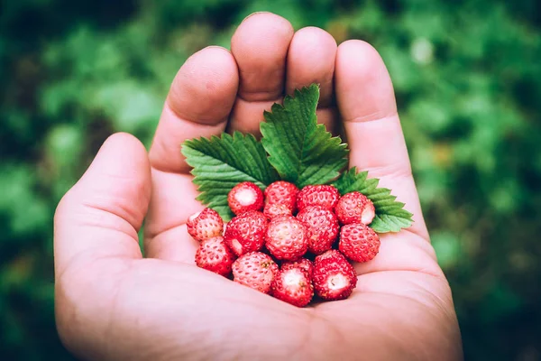 seasonal fruit bio strawberries in a man hand - trendy style image