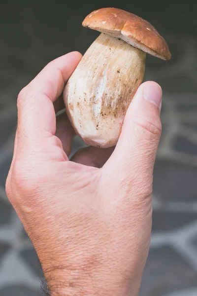 男子拿着肉毒杆菌蘑菇新鲜采摘 生食和健康生活 — 图库照片