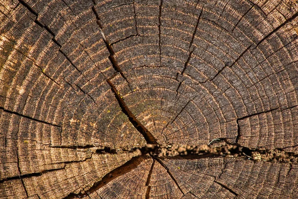 Стара Дерев Яна Поверхня Текстури Фони — стокове фото