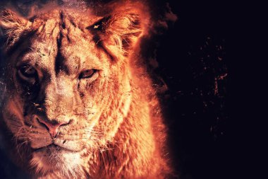 Siyah arka planda dişi aslan pusuya düştü.