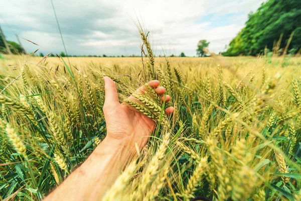 Tarweoren Hand Van Een Boer Oogstconcept — Stockfoto