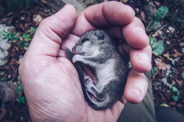 Liten Skadad Dormouse Handen Man — Stockfoto