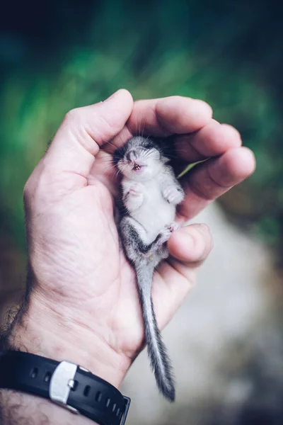 Pequeno Dormouse Ferido Mão Homem — Fotografia de Stock