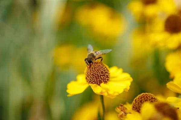 Fly Yellow Flower — Stock Photo, Image