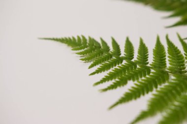 Yeşil eğreltiotu yapraklı arka plan