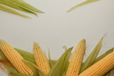 Taze Mısır Mısır koçanı yaprakları