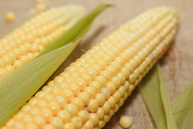 Taze Mısır Mısır koçanı yaprakları