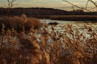 Doğa, gün batımında sonbahar arka plan