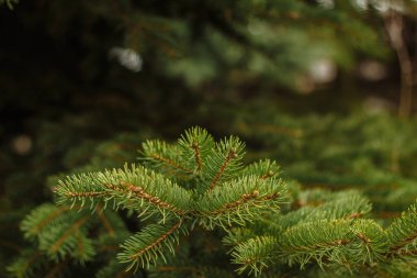 Çam dalları. Yeşil arka plan