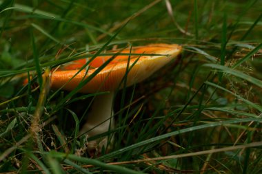 Mantar russula ormanda