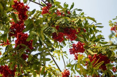 Kırmızı üvez gökyüzüne karşı üzüm