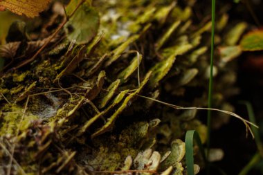 bir ağaç büyüyen mantar