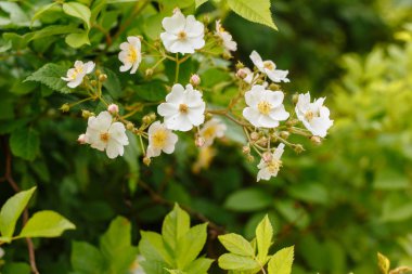 Çiçekli Beyaz küçük çiçekli ağaçlar