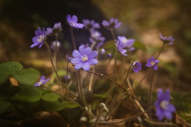 Küçük mor bahar çiçekleri