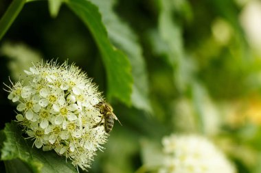 Beyaz bir çiçekte arı.