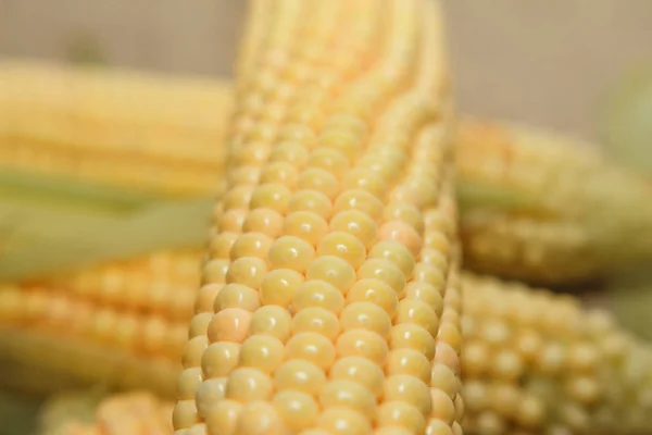 Fresh Corn Cob Leaves — Stock Photo, Image