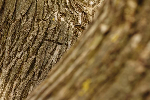 Φλοιό Του Δέντρου Ξυλώδη Φόντο — Φωτογραφία Αρχείου