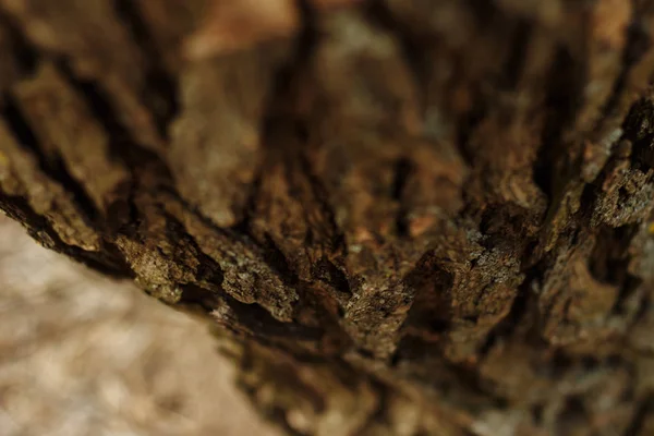 Bark Tree Woody Background — Stock Photo, Image