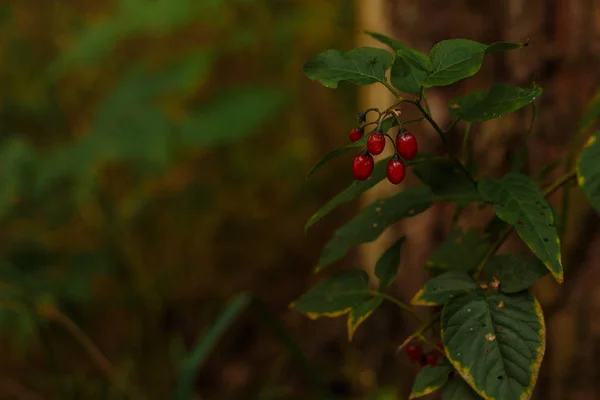 Giftige Rote Waldbeeren — Stockfoto