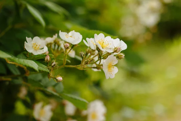 Floração Árvores Com Flores Brancas Pequenas — Fotografia de Stock