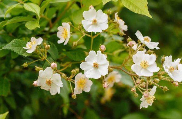 Flowering Trees White Small Flowers — Stock Photo, Image