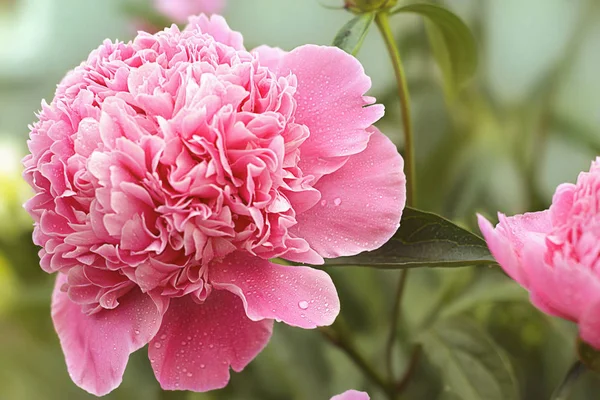 Lush Blooming Pink Peony — Stock Photo, Image