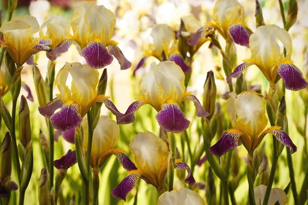 Sacco Iris Fiori Sfondo — Foto Stock