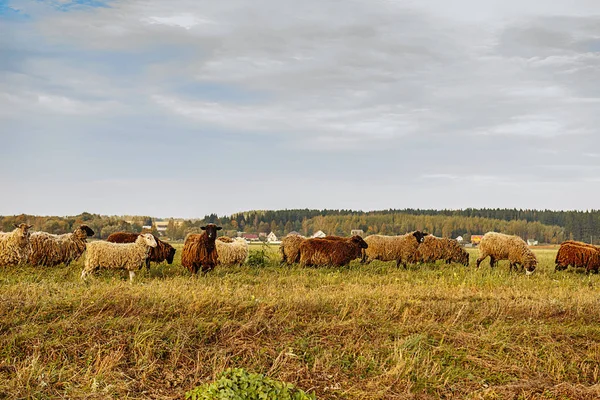 Sheep and sheep on the field