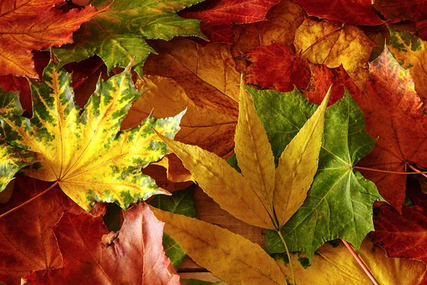 Осенний Фон Ярких Цветах — стоковое фото