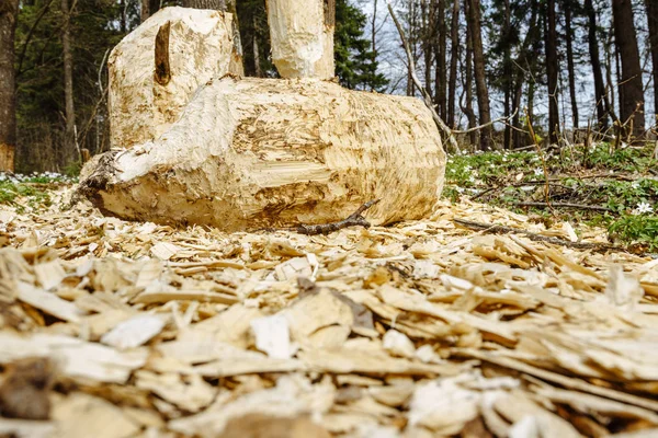 Árbol Talado Por Castor Para Construir Una Presa — Foto de Stock