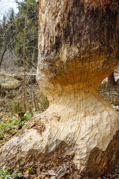 Árbol Talado Por Castor Para Construir Una Presa —  Fotos de Stock