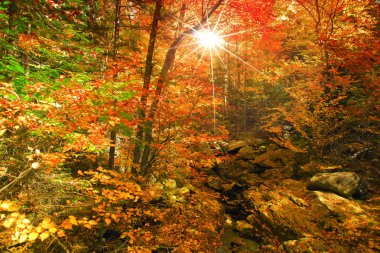 Kırsal Vermont sonbahar ağaçlar su akışı