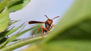 Wasp atış tesisi kapatın