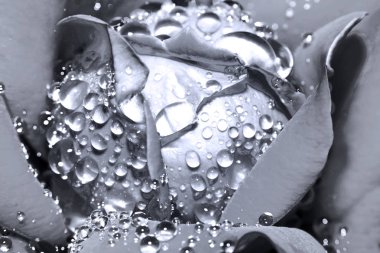 Gül çiçek su damla tek renkli