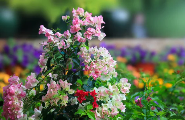Барвисті Квіти Квітковому Саду — стокове фото