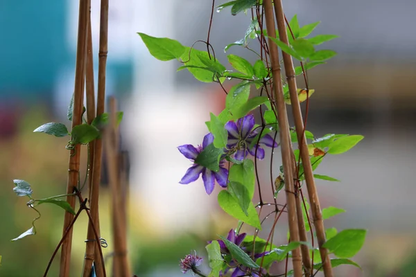 Blue Flower Plant Vain Bamboo Sticks — Stock Photo, Image