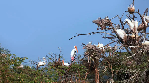 Pelikany Kolleru Bird Sanctuary Andhra Pradesh Indie — Zdjęcie stockowe