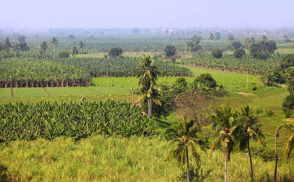 Champs Paddy Bananes Près Vijayawada Inde — Photo