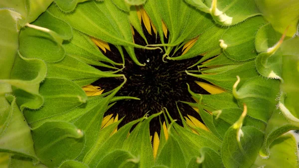 Крупним Планом Знімок Сонячного Квіткового Бутона — стокове фото