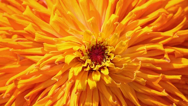 Ekstremalne Zbliżenie Zdjęcie Kwiatu Cynnii — Zdjęcie stockowe