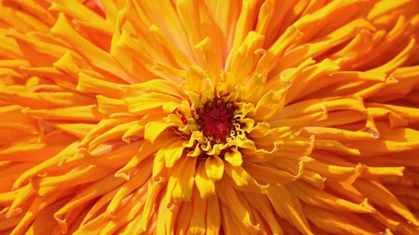 Extreme Close Shot Zinnia Flower — Stock Photo, Image