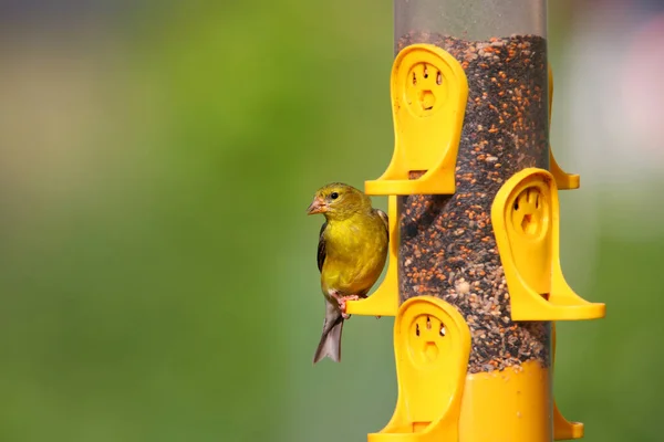 Mały Złoty Amerykański Drgnęły Ptak Podajnik — Zdjęcie stockowe