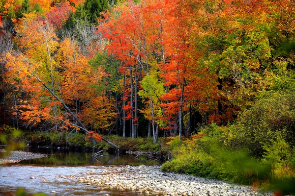 Alberi Autunnali Lungo Fiume Nel Vermont — Foto Stock